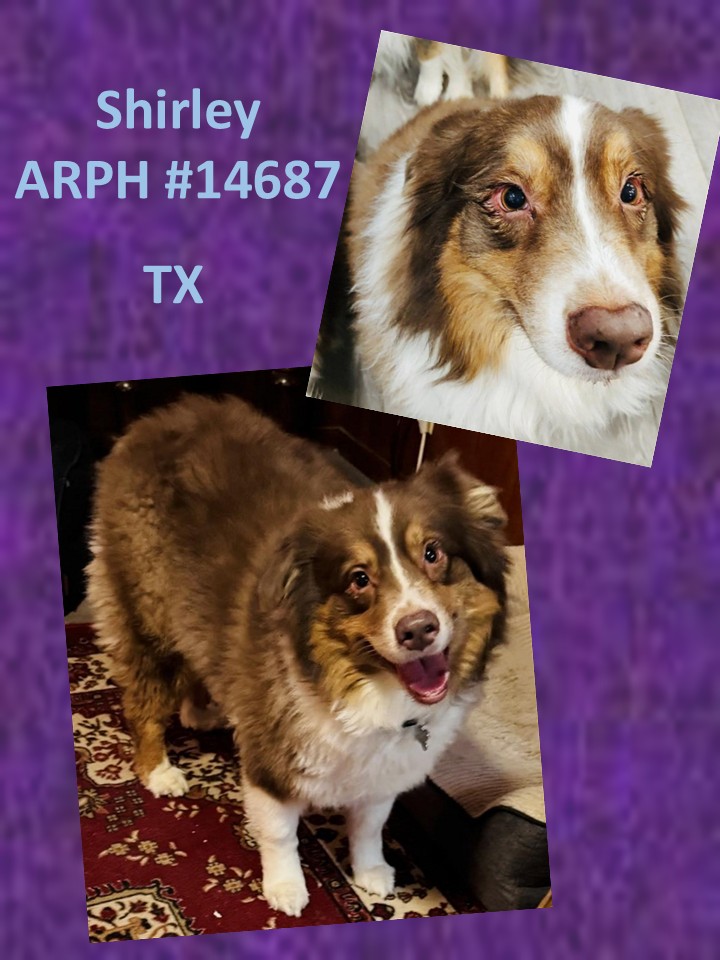Available Dogs