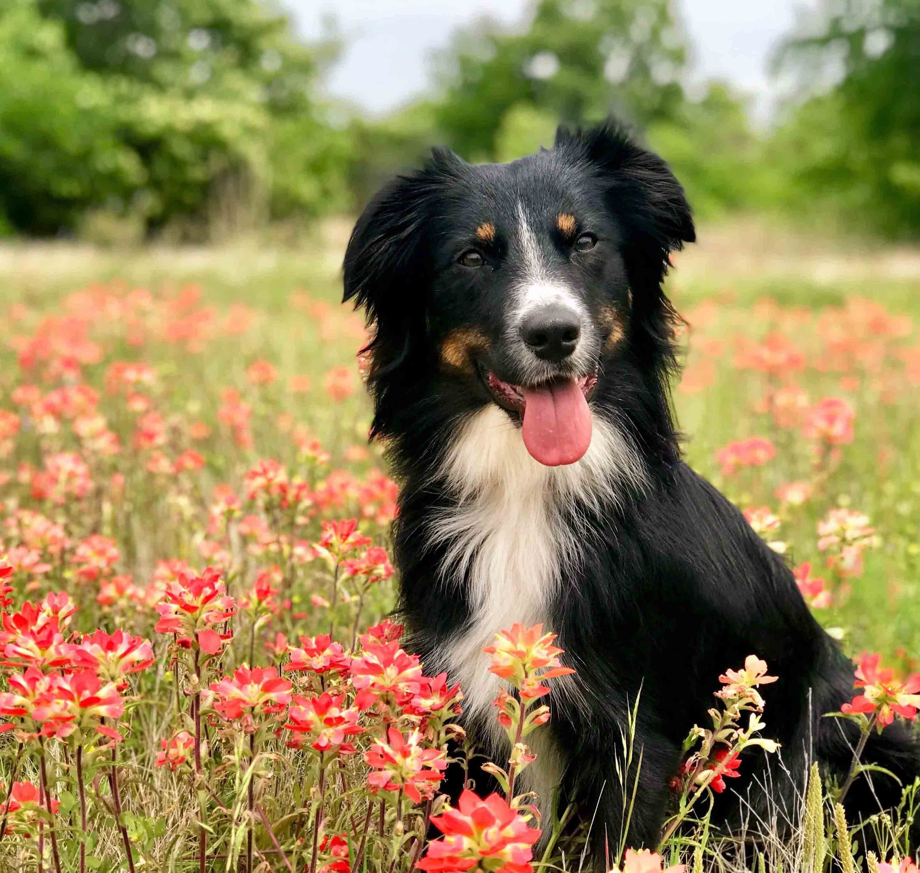 Autisiere Rescue Aussie Rescue Placement Helpline